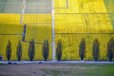 Daffodils field along Best Roda in Skagit Valley Mt Vernon Washington 137  