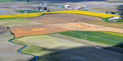Daffodils field along Laconner Whitney Road in Skagit Valley La Conner Washington 265  
