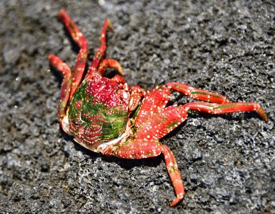 Dead Crab