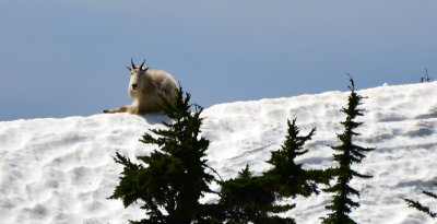 Mountain Goat resting on Alaska Mountain and Pacific Crest Trail, Washington 109 