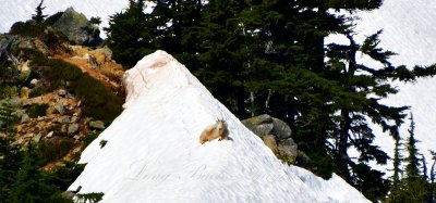 Mountain Goat resting on Alaska Mountain and Pacific Crest Trail, Washington 096.jpg
