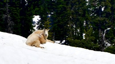 Mountain Goat resting on Pacific  Crest Trail on  Alaska Mountain, Washington 169 