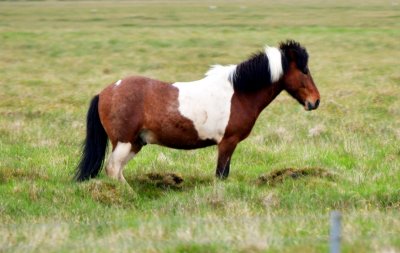 Icelandic Horse 116