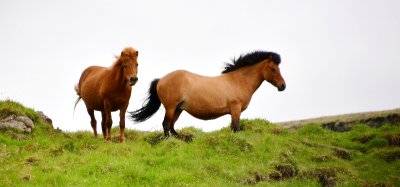 Icelandic Horses, Iceland 309 