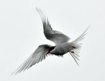 Bird in flight in Iceland 1171