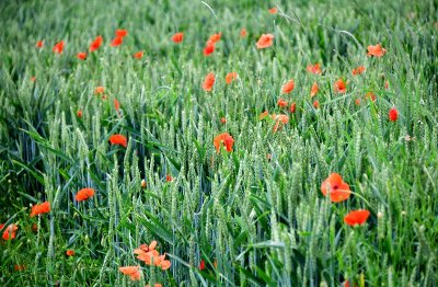 Poppies in wheat field, Hurth Germany 037 