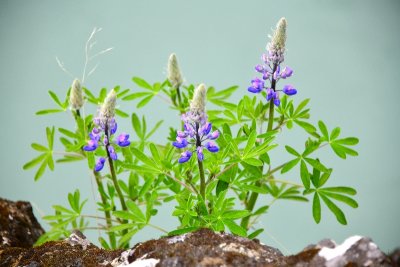 Icelandic wild flowers 357 