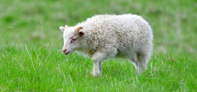 little lamb in Iceland 370 