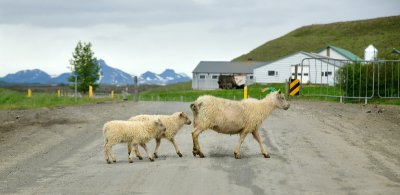 Family crossing road, Iceland 378