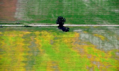 Green tree in colorful field, Monroe Washington 048  