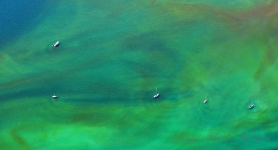 Sailboats in Scow Bay, Indian Island and Marrowstone Island, Nordland, Washington 214  