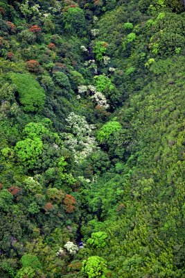 Tropical Forest on slope of Haleakala Mountain, Maui, Hawaii 284 