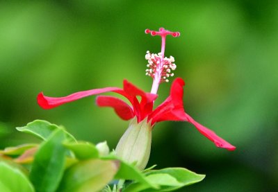Red Hibiscus, Maui 134