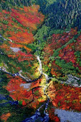 Stunning fall colors along Goat Creek and Lennox Mountain, Washington 116                          