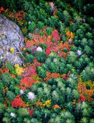 Fall Colors at the base of Crosby Mountain, Washington 368 