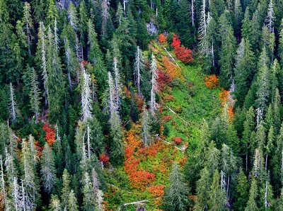 Fall colors in Cascade Mountains, Washington 282 