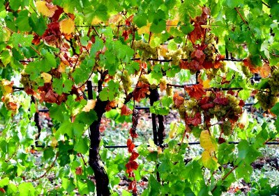 Old vines, Napa, California 011 