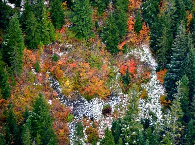 First snow of the season on fall foliages, Cascade Mountains 050 