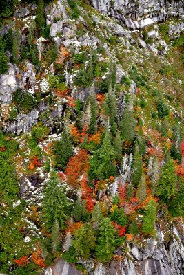Fall foliage on Static Point, Cascade Mountains 062 