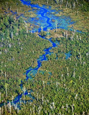 Boggy Gully Swamp, Oats, South Carolina 534