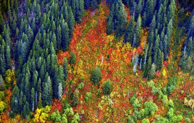 Autumn colors on Crosby Mountain, Washington 141a 