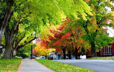 Autumn foliage on Wall Street in Bend Oregon 482 