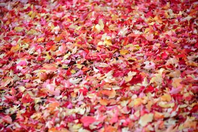 Colorful carpet of leaves, Bend Oregon 383 