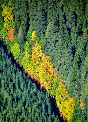 Fall in Cascades 657