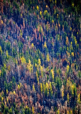 Autumn colors in burnt forest in Eastern Washington 748 