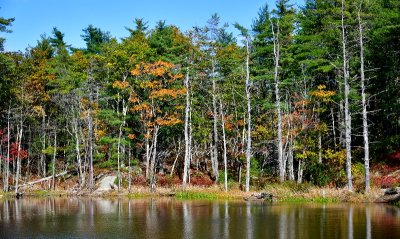 Last of fall foliage on pond by Witch Spring Road, Bath Maine 1052 