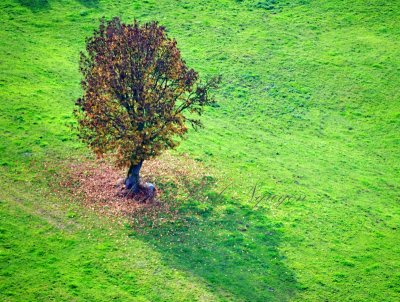 Tree in green field 