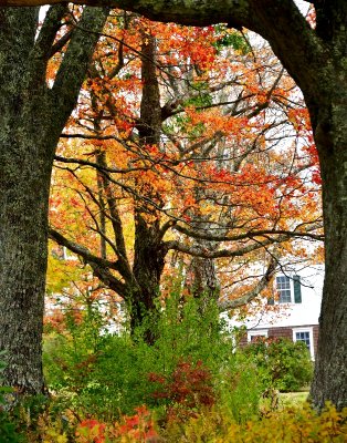 Framed foliage in the fall, Bruinswick, Maine 108  