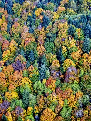 Fall Colors on Lord Hill Regional Park, Snohomish Washington 192 
