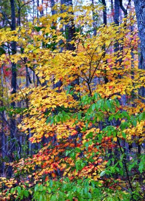 Colorful leaves in Maine 159 