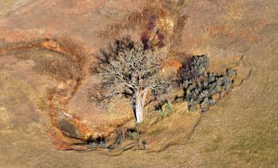 Tree in field by Glen Ullin, North Dakota 380 