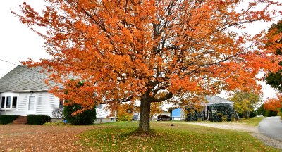 Bright Orange Tree on Bailey Island, Maine 648 