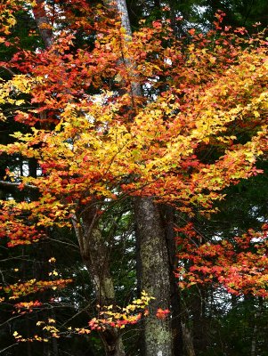 Last of fall foliage 776 