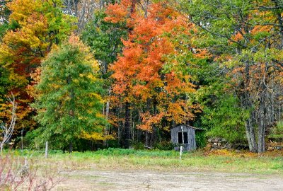 Shack in the wood, Brunswick, Maine 854 