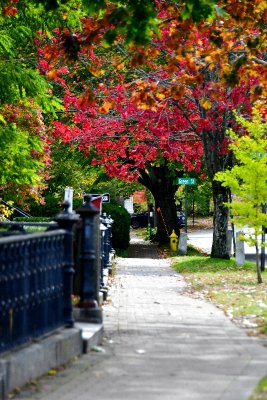 Looking at Green Street, Brunswick Maine 890 