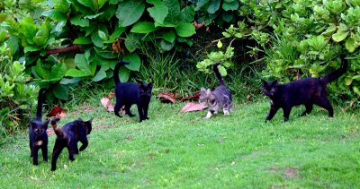 Family of Kitty at Grand Wailea, Maui, Hawaii 039. 