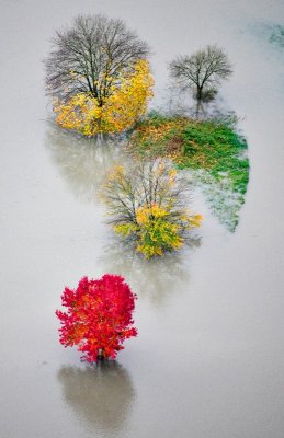 Colorful trees in flooded Snoqualmie River, Fall City, Washington 546  