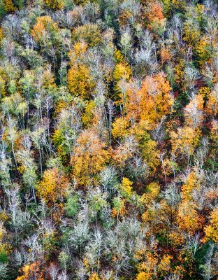 Last of 2018 Fall Colors, Issaquah, Washington 169 