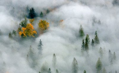 Touch of Autumn in Foggy Landscape 273 