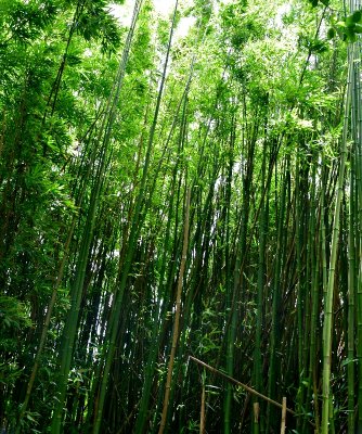 Bamboo forest in Makawao, Maui, Hawaii 068 