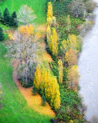 Yellow and Green landscape, Fall City, Washington 188 