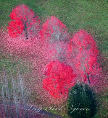 Brilliant color of fall in Snoqualmie Valley, Washington 202 