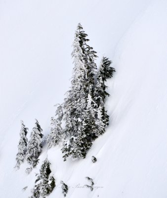 Standing Tall on Slope, Cascade Mountains 198 