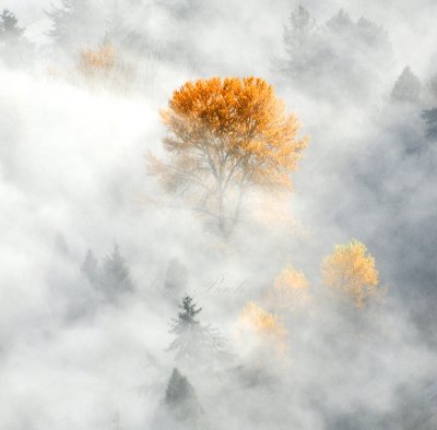 Yellow Trees above the fog, Woodenville 051 