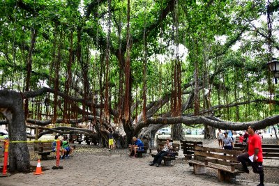 Lahaina Banyon Tree park, Hawaii 068 