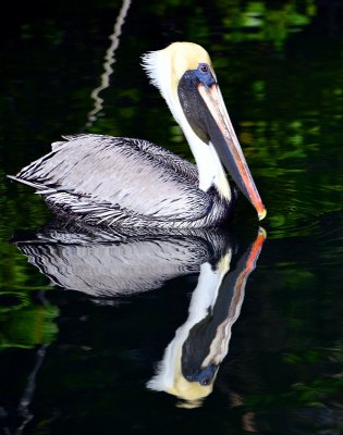 Double Pelican, Islamorada, Florida Keys, Florida 618  